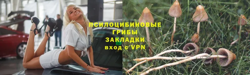 omg как зайти  Гусев  Галлюциногенные грибы Psilocybe  закладки 